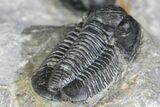 Two Detailed Gerastos Trilobite Fossil - Morocco #134099-7